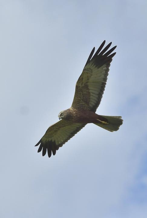 Moták pochop (Circus aeruginosus)