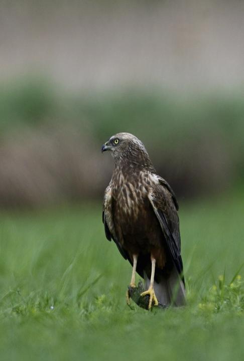 Moták pochop (Circus aeruginosus)