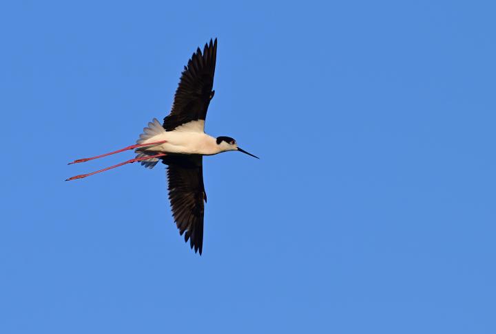Pisila čáponohá (Himantopus himantopus)