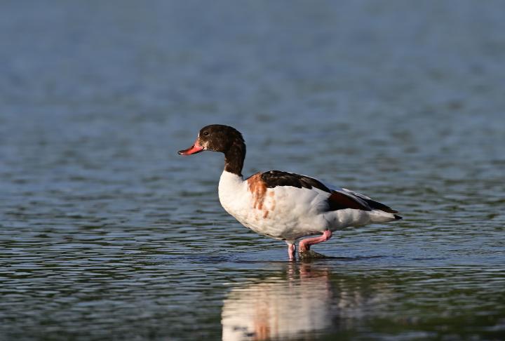 Husice liščí (Tadorna tadorna)
