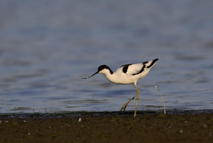 Tenkozobec opačný (Recurvirostra avosetta)