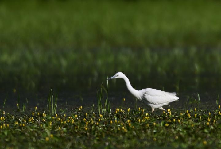 Volavka stříbřitá (Egretta garzetta)