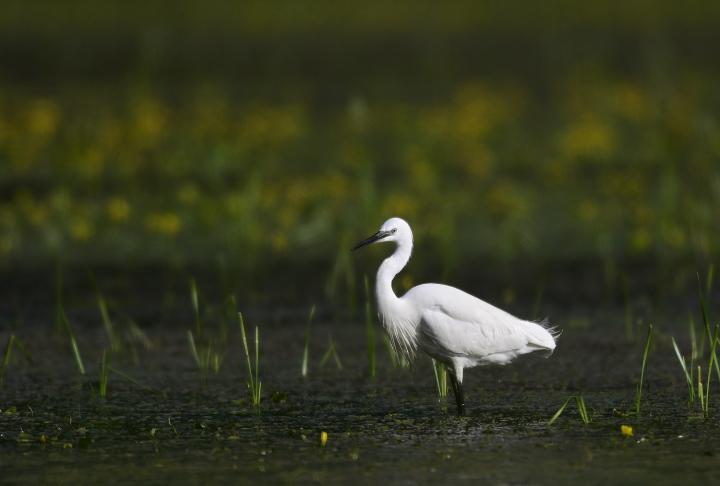 Volavka stříbřitá (Egretta garzetta)