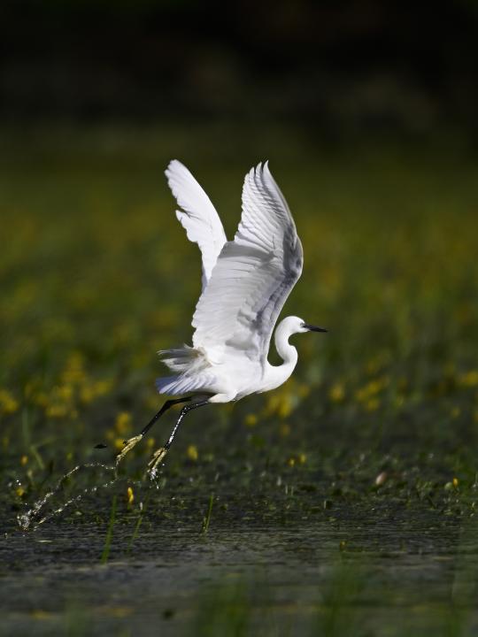 Volavka stříbřitá (Egretta garzetta)