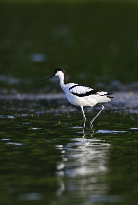 Tenkozobec opačný (Recurvirostra avosetta)
