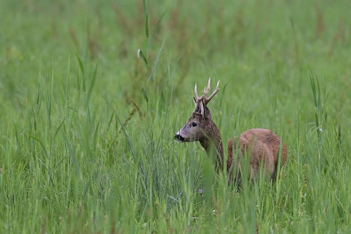  Srnec obecný ( Capreolus capreolus )