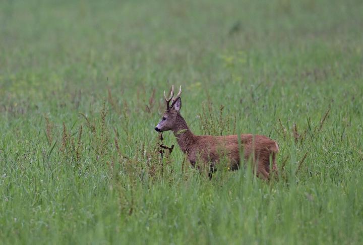  Srnec obecný ( Capreolus capreolus )
