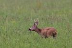  Srnec obecný ( Capreolus capreolus )