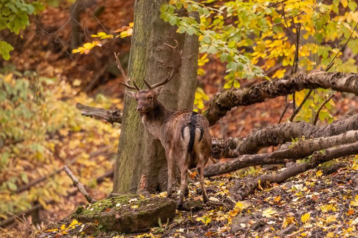 Daněk skvrnitý (Dama dama)