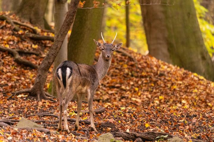 Daněk skvrnitý (Dama dama)