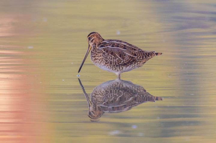 Bekasina otavní (Gallinago gallinago)