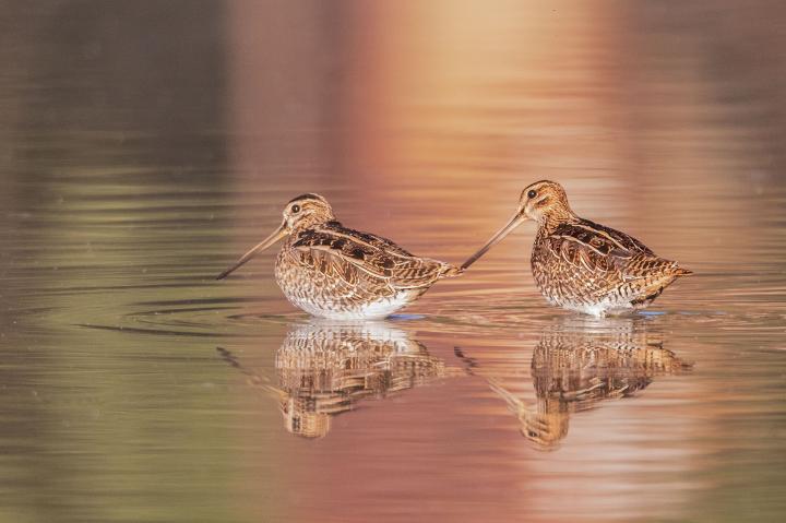 Bekasina otavní (Gallinago gallinago)