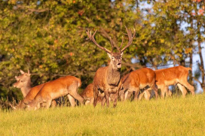 Jelen lesní (Cervus elaphus)