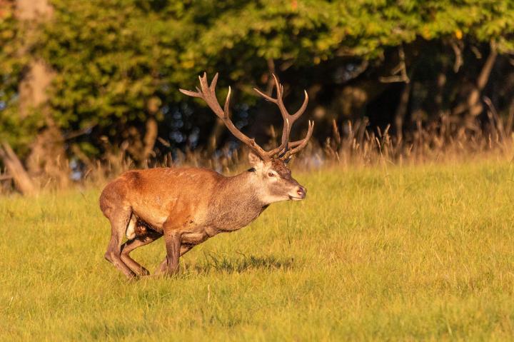 Jelen lesní (Cervus elaphus)