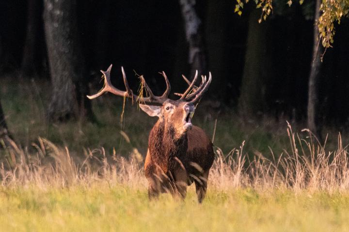 Jelen lesní (Cervus elaphus)