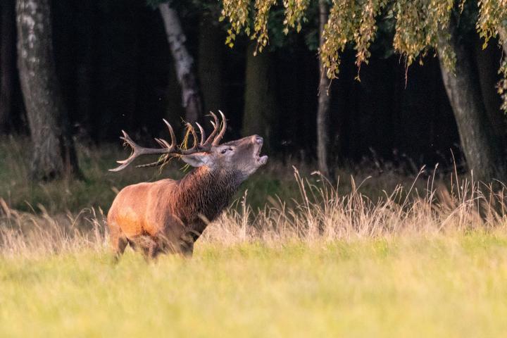 Jelen lesní (Cervus elaphus)