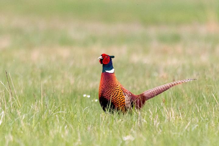 Bažant obecný (Phasianus colchicus)