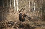Zubr evropský (Bison bonasus)
