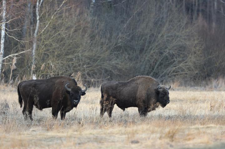 Zubr evropský (Bison bonasus)