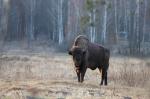 Zubr evropský (Bison bonasus)