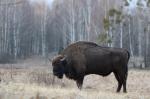 Zubr evropský (Bison bonasus)
