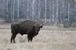 Zubr evropský (Bison bonasus)