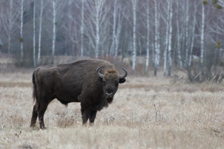 Zubr evropský (Bison bonasus)