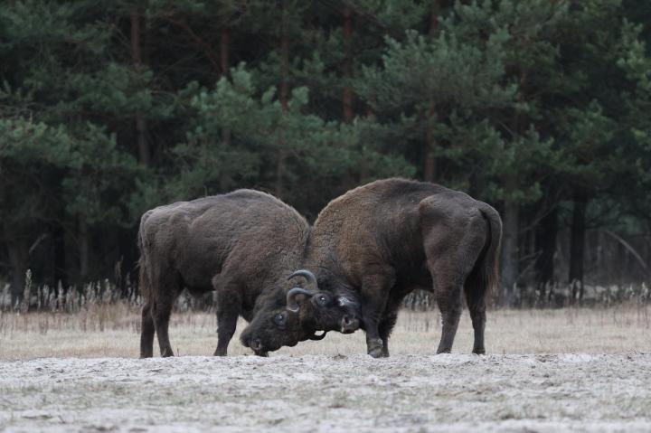 Zubr evropský (Bison bonasus)
