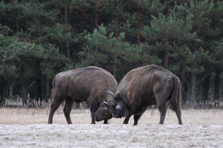 Zubr evropský (Bison bonasus)