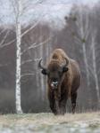 Zubr evropský (Bison bonasus)