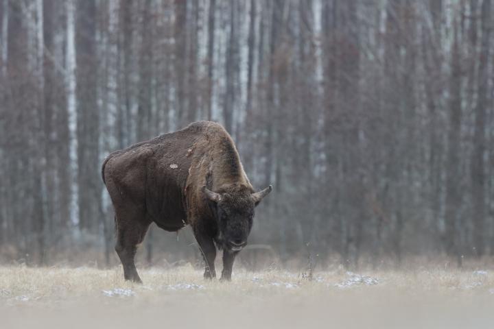 Zubr evropský (Bison bonasus)
