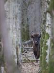 Zubr evropský (Bison bonasus)