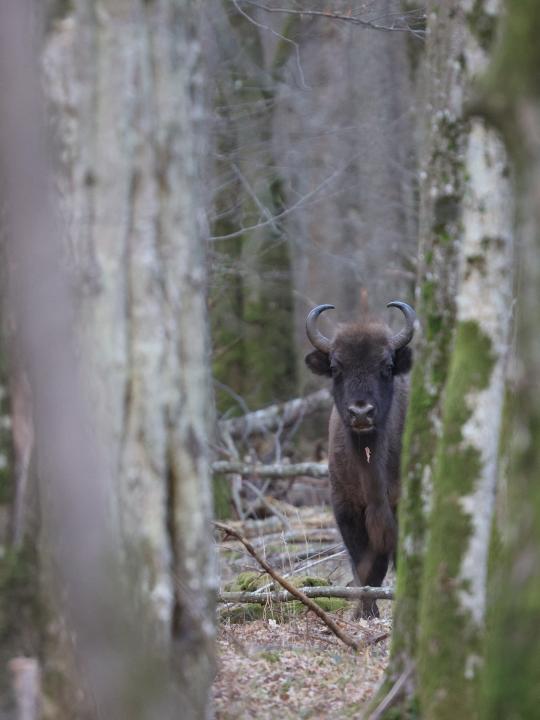 Zubr evropský (Bison bonasus)