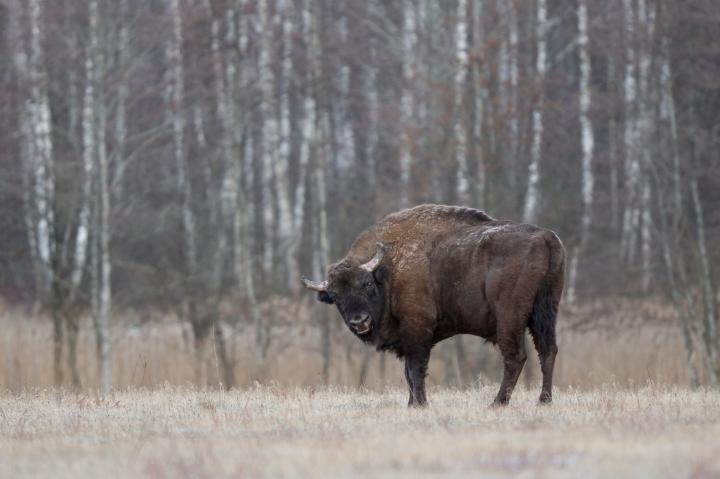 Zubr evropský (Bison bonasus)