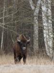 Zubr evropský (Bison bonasus)