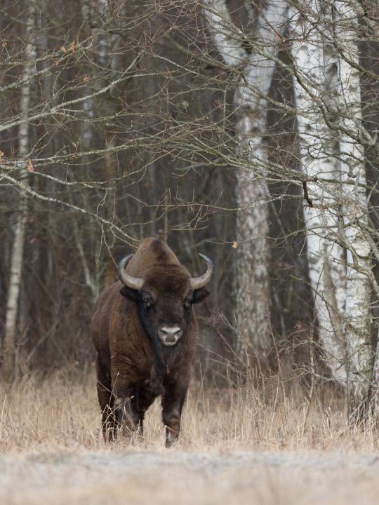 Zubr evropský (Bison bonasus)