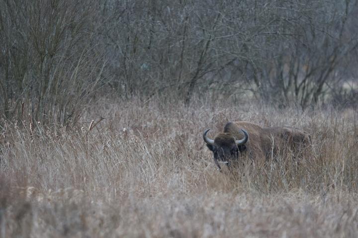 Zubr evropský (Bison bonasus)