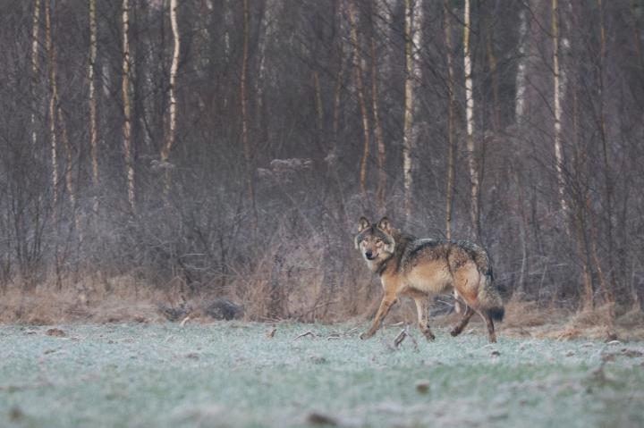 Vlk obecný (Canis lupus)