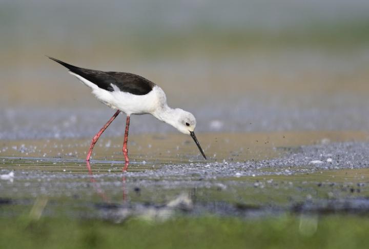 Pisila čáponohá (Himantopus himantopus)