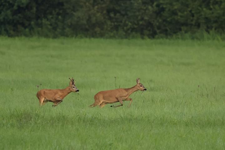  Srnec obecný ( Capreolus capreolus )
