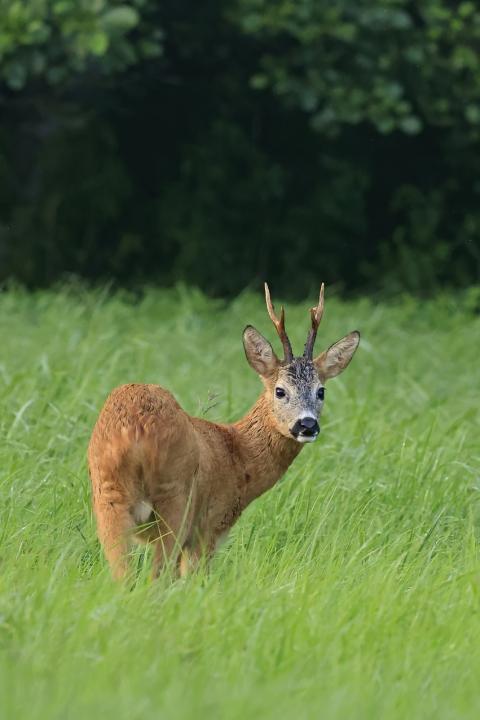  Srnec obecný ( Capreolus capreolus )