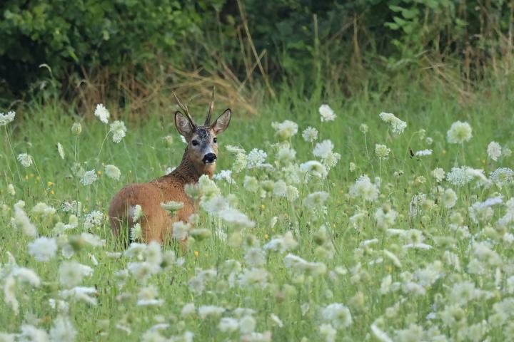  Srnec obecný ( Capreolus capreolus )