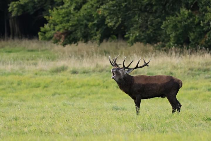 Jelen lesní (Cervus elaphus)