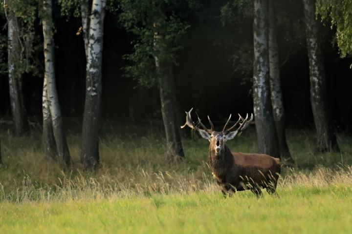 Jelen lesní (Cervus elaphus)