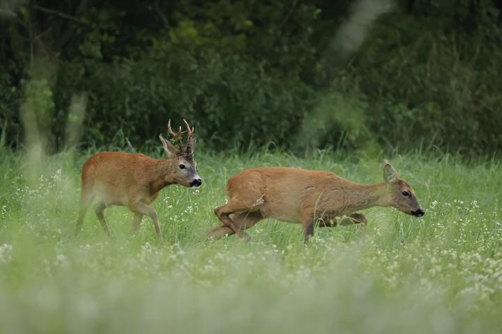  Srnec obecný ( Capreolus capreolus )