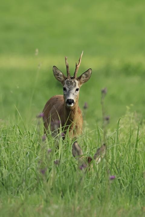  Srnec obecný ( Capreolus capreolus )