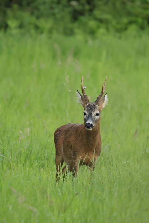  Srnec obecný ( Capreolus capreolus )