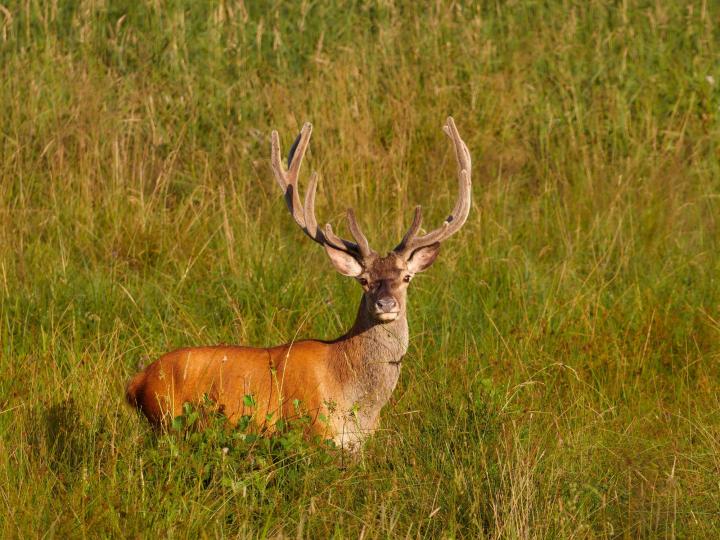 Jelen lesní (Cervus elaphus)