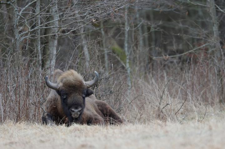 Zubr evropský (Bison bonasus)