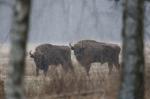 Zubr evropský (Bison bonasus)